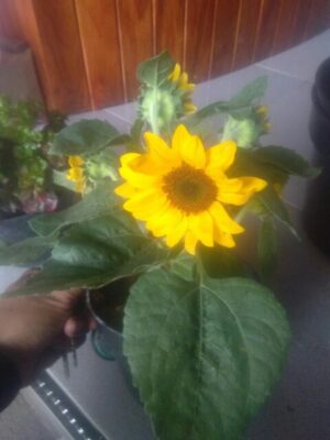 Jual bibit tanaman bunga Matahari Jepang
