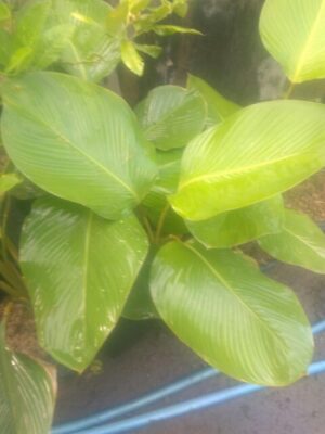 TanamAn pisang katak