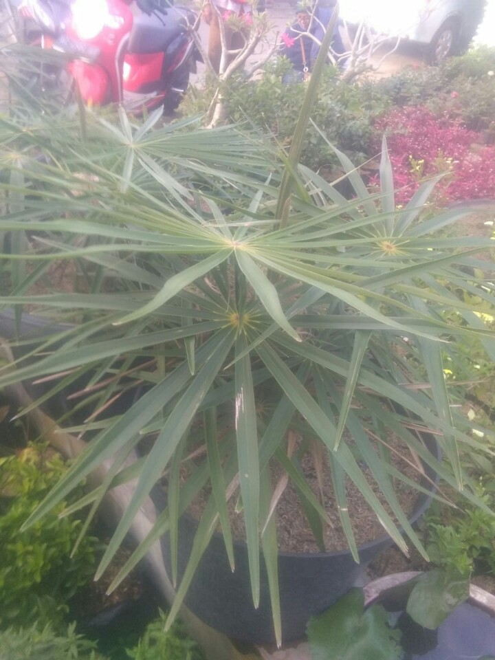 Bibit Bunga palm sedeng