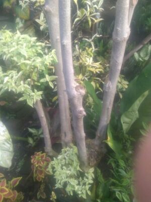 Tumbuhan bunga anting putri