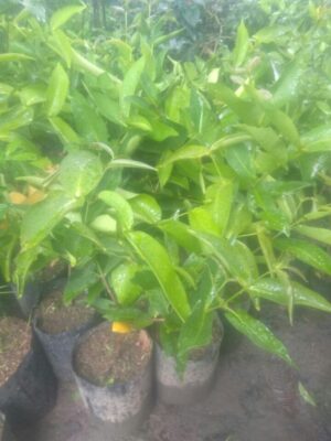 Bibit tanaman buah jambu dalhari