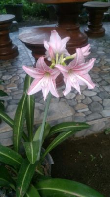Bungalipstick amarilis warna merah Muda
