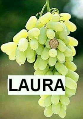Buah Anggur Laura