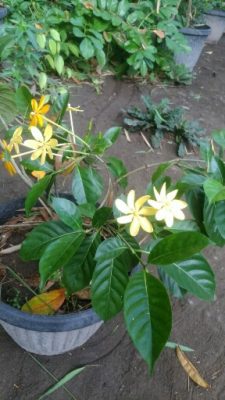 Tanaman kaca piring warna kuning