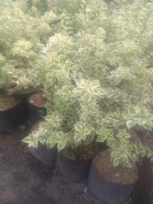 Tanaman Bunga bogenfil