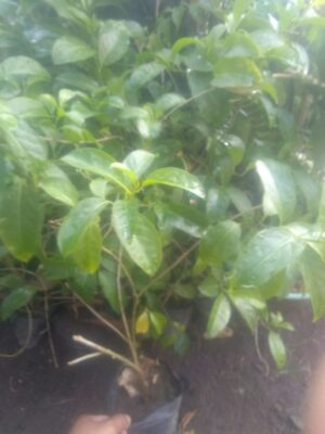 Bibit bunga arum dalu
