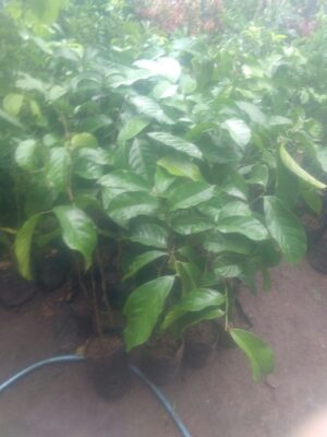 Bibit tanaman buah duku dukong