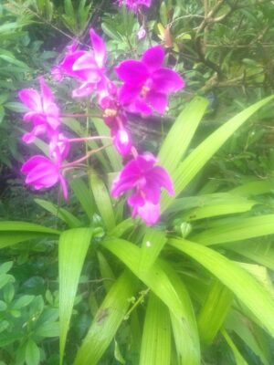 Bibit Bunga Anggrek Tanah