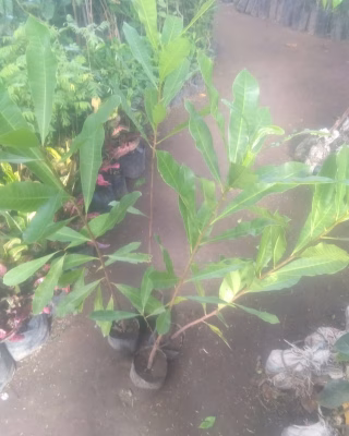 Tanaman buah jambu siomik