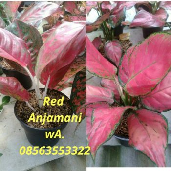Bunga aglaonema Red anjamani