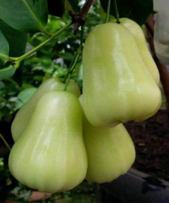 Buah jambu madu deli hijau