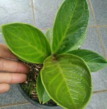 TOKO ANGET MAS Jual bibit tanaman obat tanamAn buah 