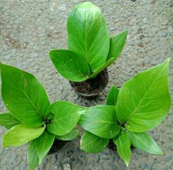 Bibit tanaman bunga jemani cobra