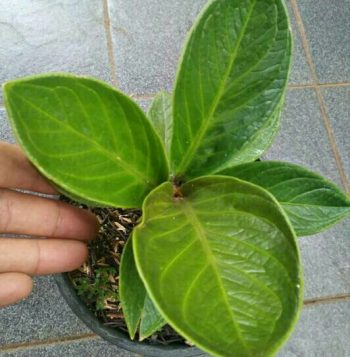 Bibit Tanaman Bunga Jemani mangkok