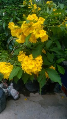 Tanaman bunga tekomaria