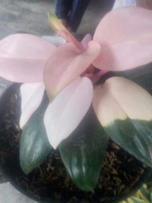 Bibit tanaman bunga pink beauty