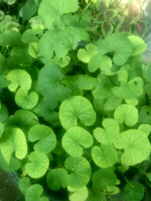 Bibit Tanaman Daun Pegagan
