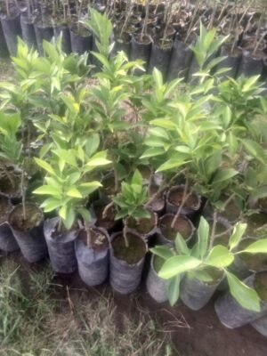 Jual bibit tanaman buah jeruk siam madu pontianak