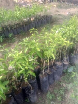 Bibit tanaman buah jeruk RGL