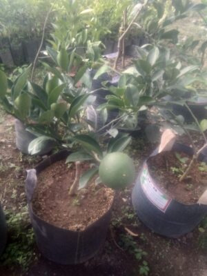 Bibit tanaman buah jeruk Manis pacitan sudah berbuah