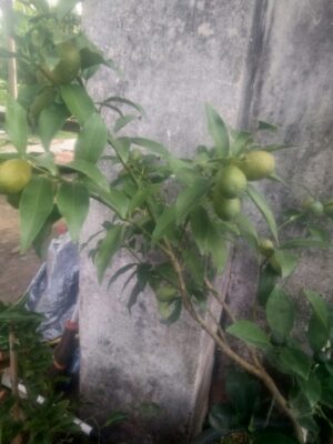 Bibit tanaman buah jeruk nagami
