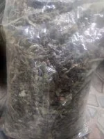 Daun tempuyung