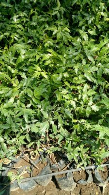 Bibit tanaman daun mindi