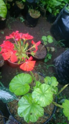 Tumbuhan geraniun merah