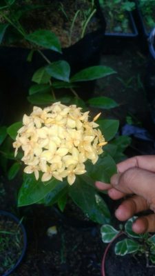 Bibit tanaman bunga asoka Holland