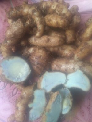 Kunir hitam