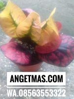 Read more about the article Tanaman bunga puring klx