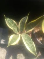 Bibit tanaman bunga Sansiviera vutura superba