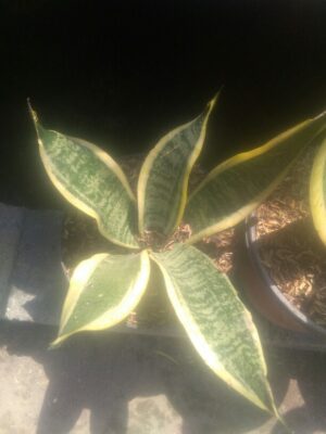 Bibit tanaman bunga Sansiviera vutura superba