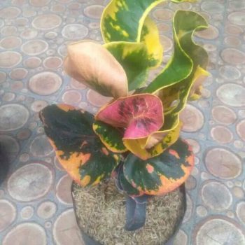 Bibit tanaman bunga puring apel fuji