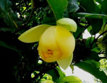 Bibit tanaman bunga cempaka kuning