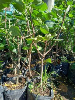 Tanaman buah Pir Merah