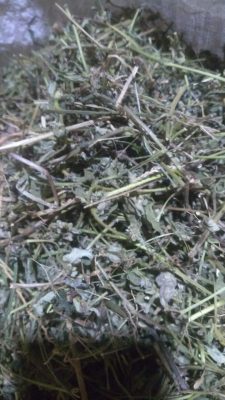 Jual daun patikan kebo