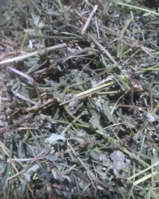 Jual daun patikan kebo