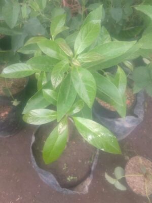 Tumbuhan alpukat red vietnam