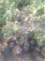 Bibit tanaman kelengkeng merah