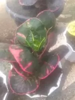 Bibit tanaman bunga puring apel mawar merah 