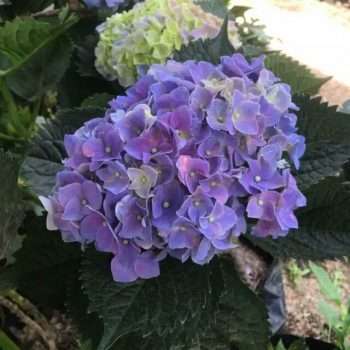 Tanaman bunga panca warna