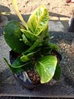 Read more about the article Bibit Tanaman bunga puring Apel sritanjung