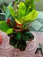 Bibit Tanaman bunga puring Star Trek 