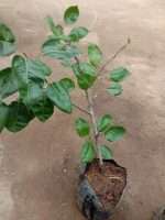 Read more about the article Jual tanaman Buah Pear Merah / pir merah