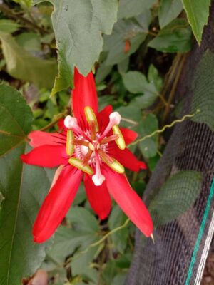 Tanaman bunga Passiflora coccinea