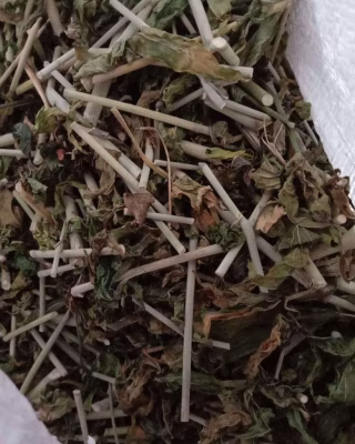 Jual Daun Belalai Gajah Kering