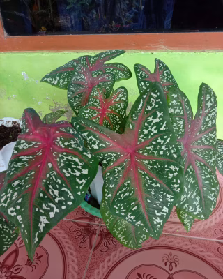 Tanaman bunga Keladi Merah Caladium Red