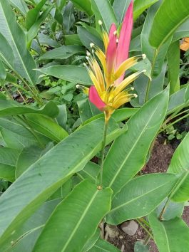 Bunga Heliconia Psittacorum (Bunga Burung Beo)
