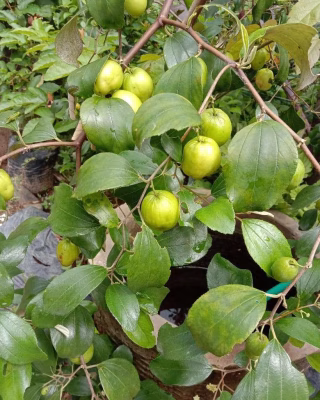 Tanaman Buah Apel India